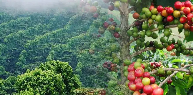 Coffee Route in El Salvador