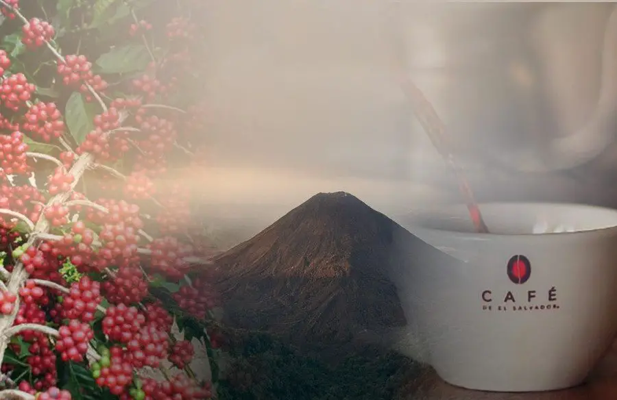 El Salvador coffee exports
